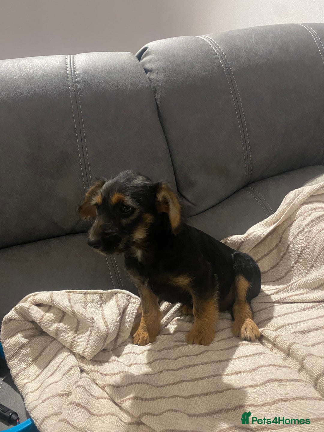Jackapoo dogs for sale: Beautiful Jackapoo Puppy Black and Tan  - Image 6