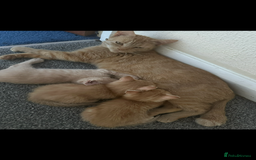 Mixed Breed cats for sale: Beautiful ginger kittens  - Image 1
