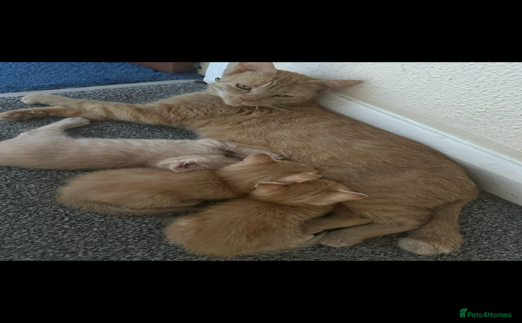Mixed Breed cats for sale - Advert 1