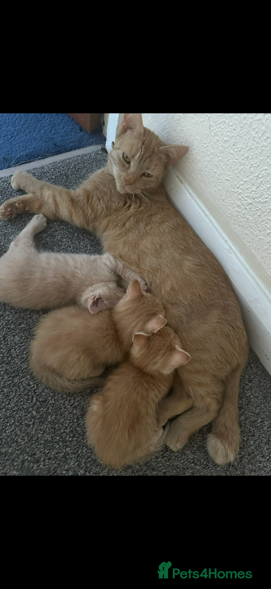 Mixed Breed cats for sale: Beautiful ginger kittens  - Image 1