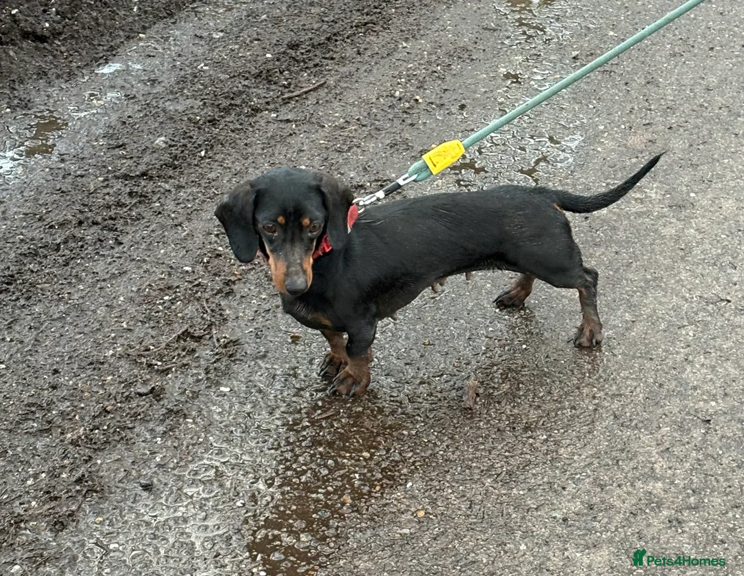 Miniature Dachshund dogs for sale: Miniature dachshund  - Advert 2