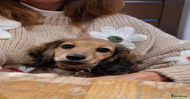 Miniature Dachshund dogs - Advert 10