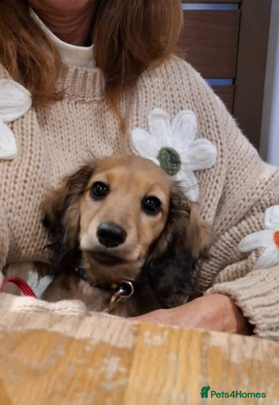 Miniature Dachshund dogs for sale: Reduced, mini L/H £1150 - Image 2