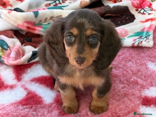 Miniature Dachshund dogs 2 left Long haired mini dachshund pups - Advert 3