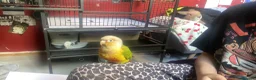 Conures birds for sale: 5-year-old pineapple green cheek conure in London - Advert 4