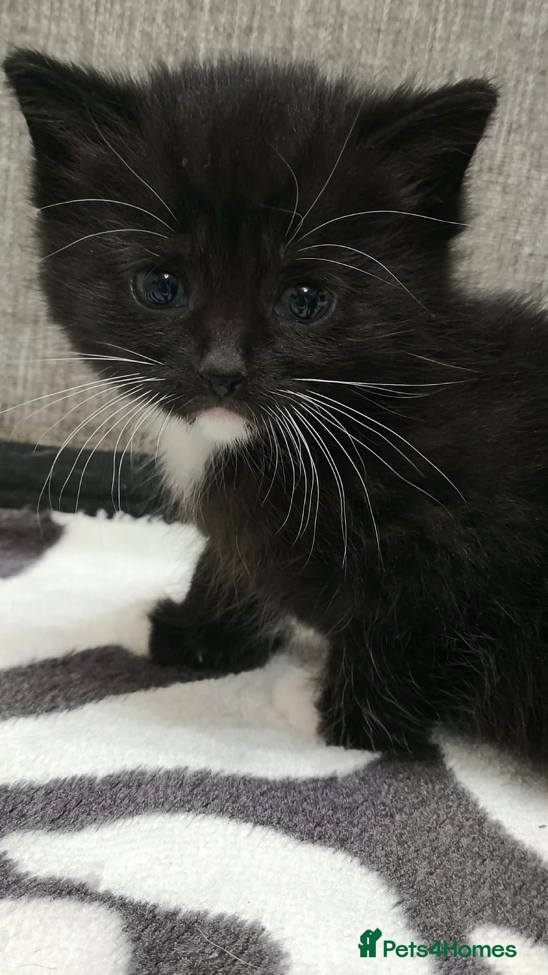 Mixed Breed cats for sale: Adorable Tabby Kittens Looking for Forever Homes - Advert 11