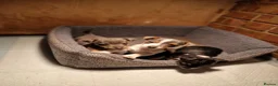 Jack Russell dogs for sale: Exceptional miniature jack russels - Advert 15