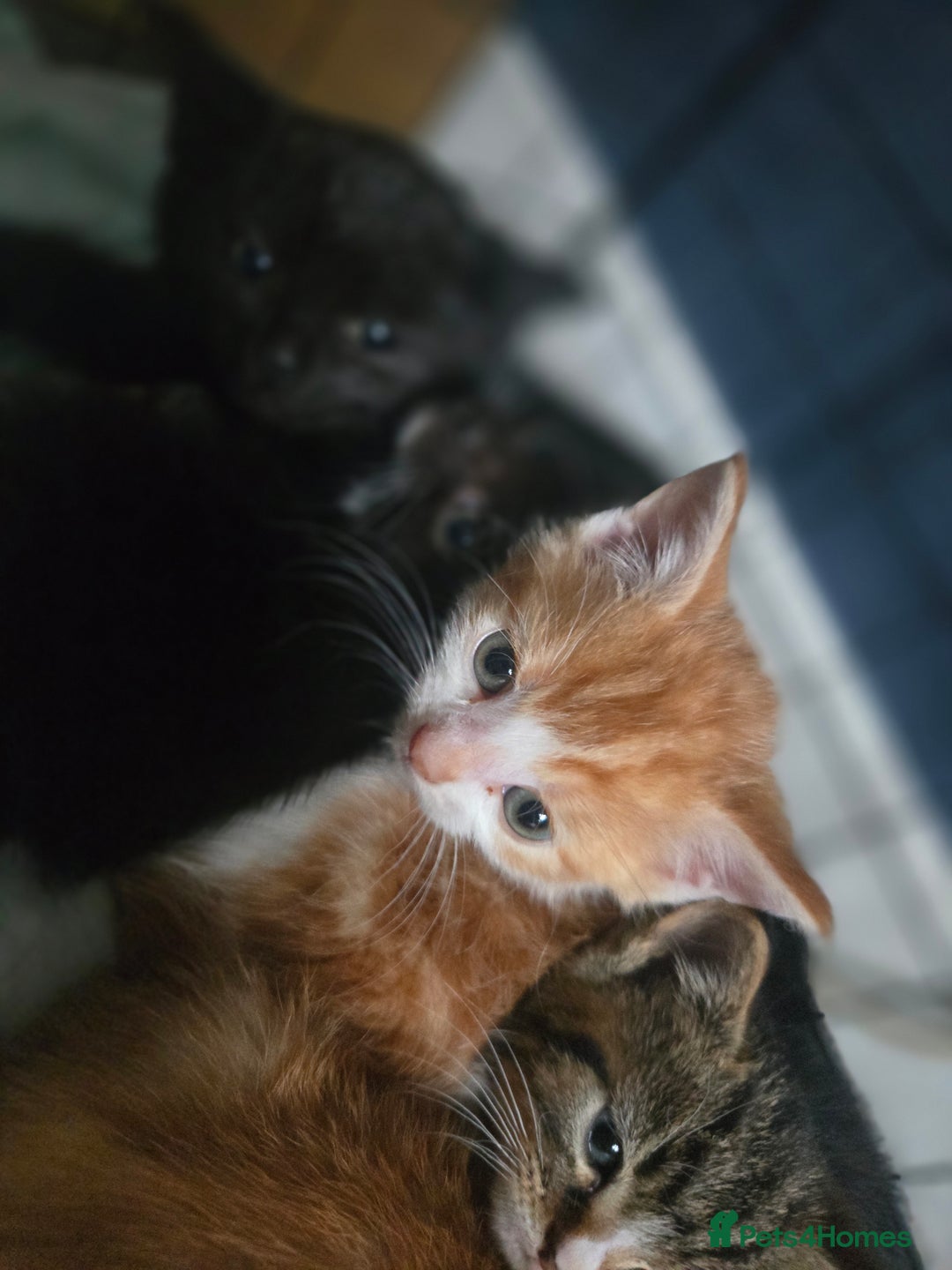 British Shorthair cats for sale: Adorable kittens - Advert 3