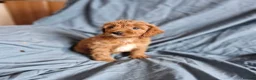 Cavapoo dogs for sale: Cavapoo puppies  - Advert 6
