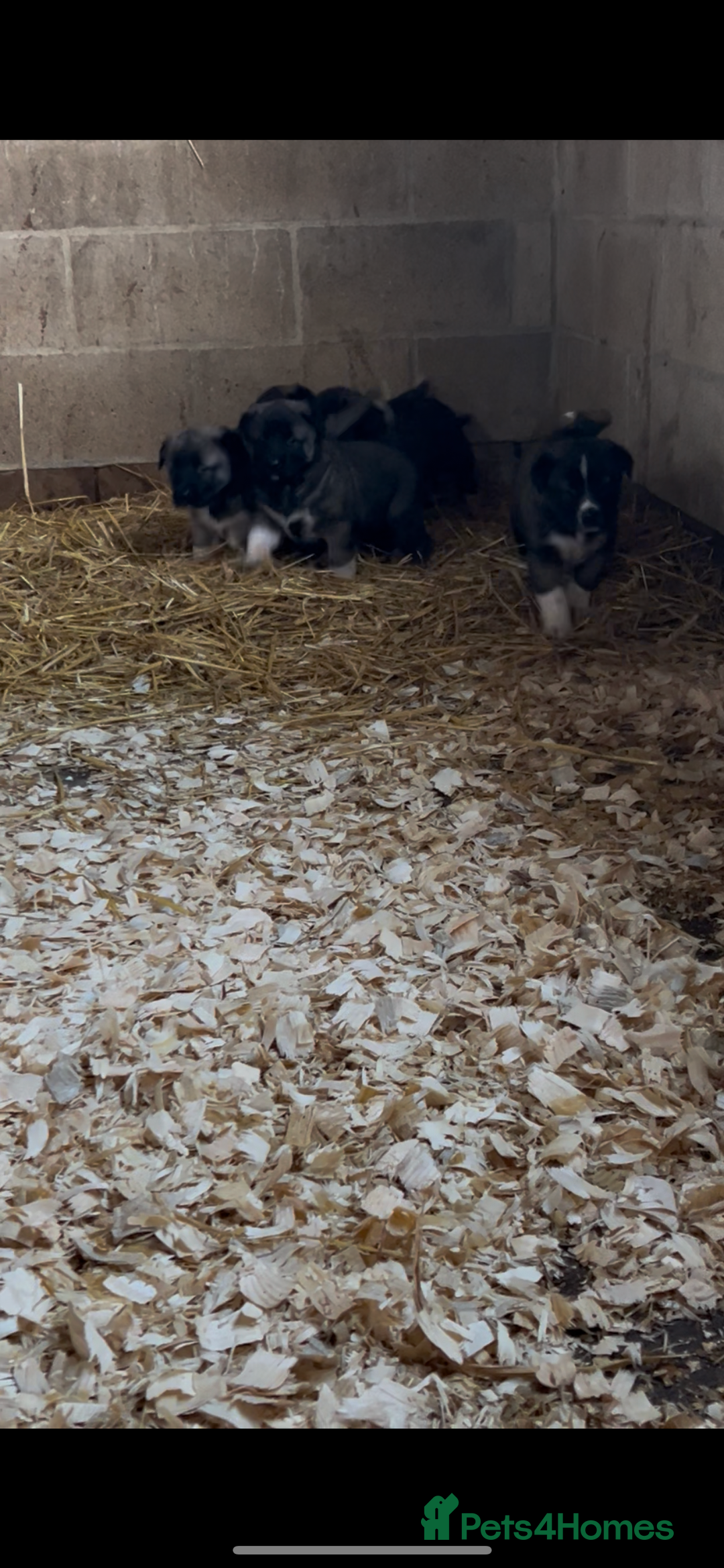 Mixed Breed dogs for sale: Turkish kangal x Caucasian pups  - Advert 16