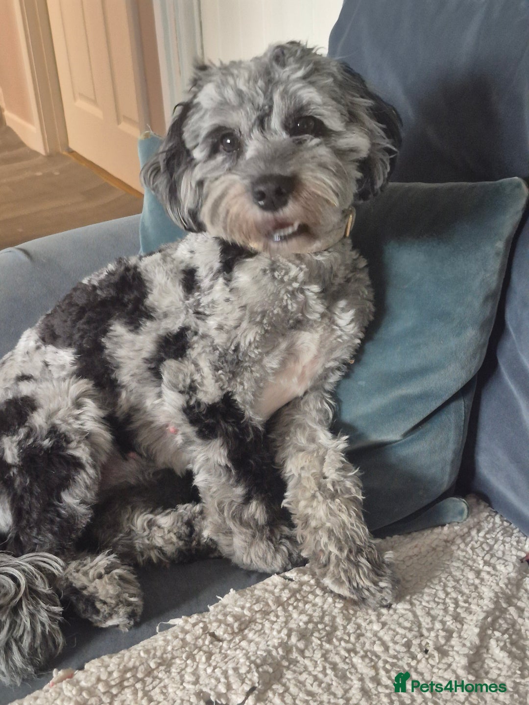 Cockapoo dogs for sale: Loving forever homes wanted. Perfect Cockapoo's.   - Image 11