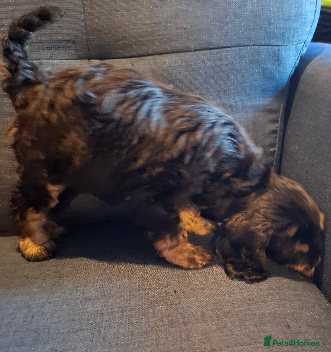 Cockapoo dogs for sale: F1b Health Tested Toy Cockapoo Puppies  - Advert 6