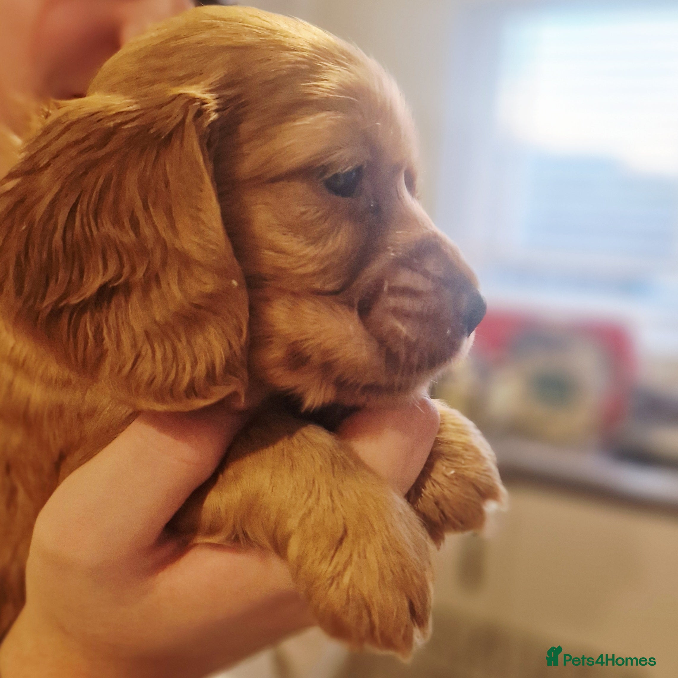 Cockapoo dogs 6 beautiful F2 cockapoos for sale!    - Advert 1