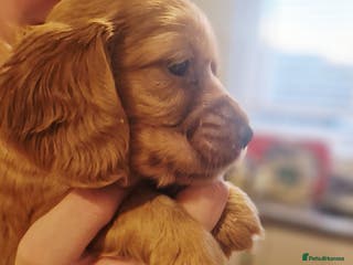 Cockapoo dogs 6 beautiful F2 cockapoos for sale! - Advert 3