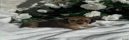 Miniature Dachshund dogs for sale: STUNNING KC LONG HAIRED MINIATURE DACHSHUND PUPS💕 - Advert 17
