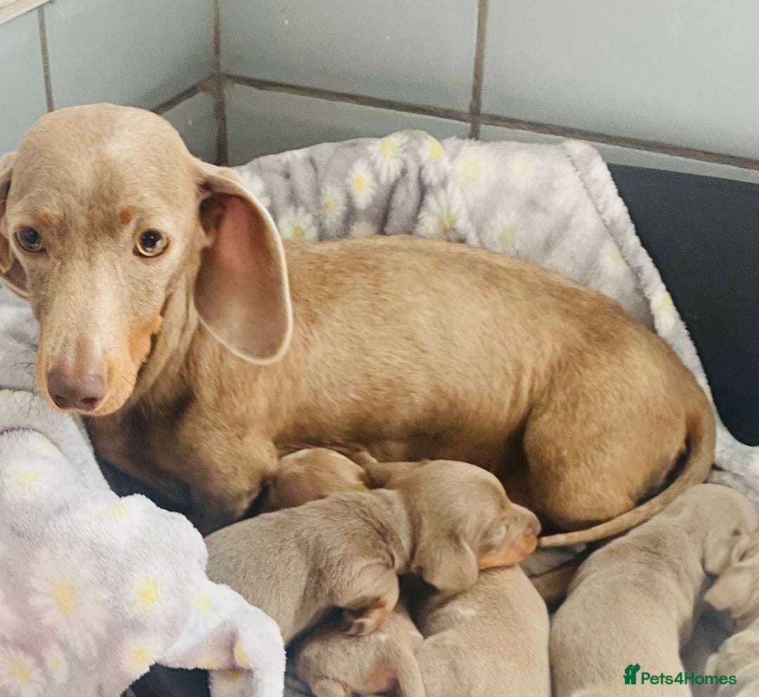 Miniature Dachshund dogs for sale: Miniature dachshund puppies - Image 3