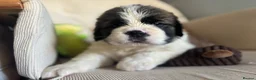 Saint Bernard dogs for sale: Kc registered Saint Bernard pups  - Advert 13