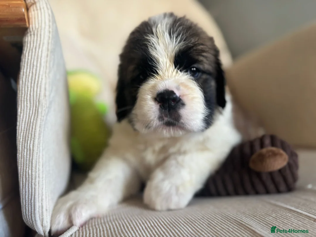 Saint Bernard dogs for sale: Kc registered Saint Bernard pups  - Advert 13