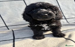 Cockapoo dogs for sale: 🐾STUNNING F1 COCKERPOOS 🐾health tested parents🐾 - Image 18