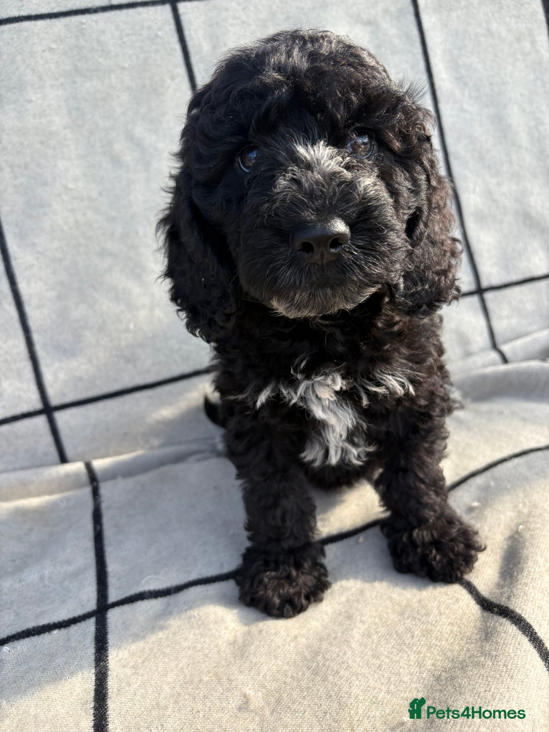 Cockapoo dogs for sale: 🐾STUNNING F1 COCKERPOOS 🐾health tested parents🐾 - Image 18