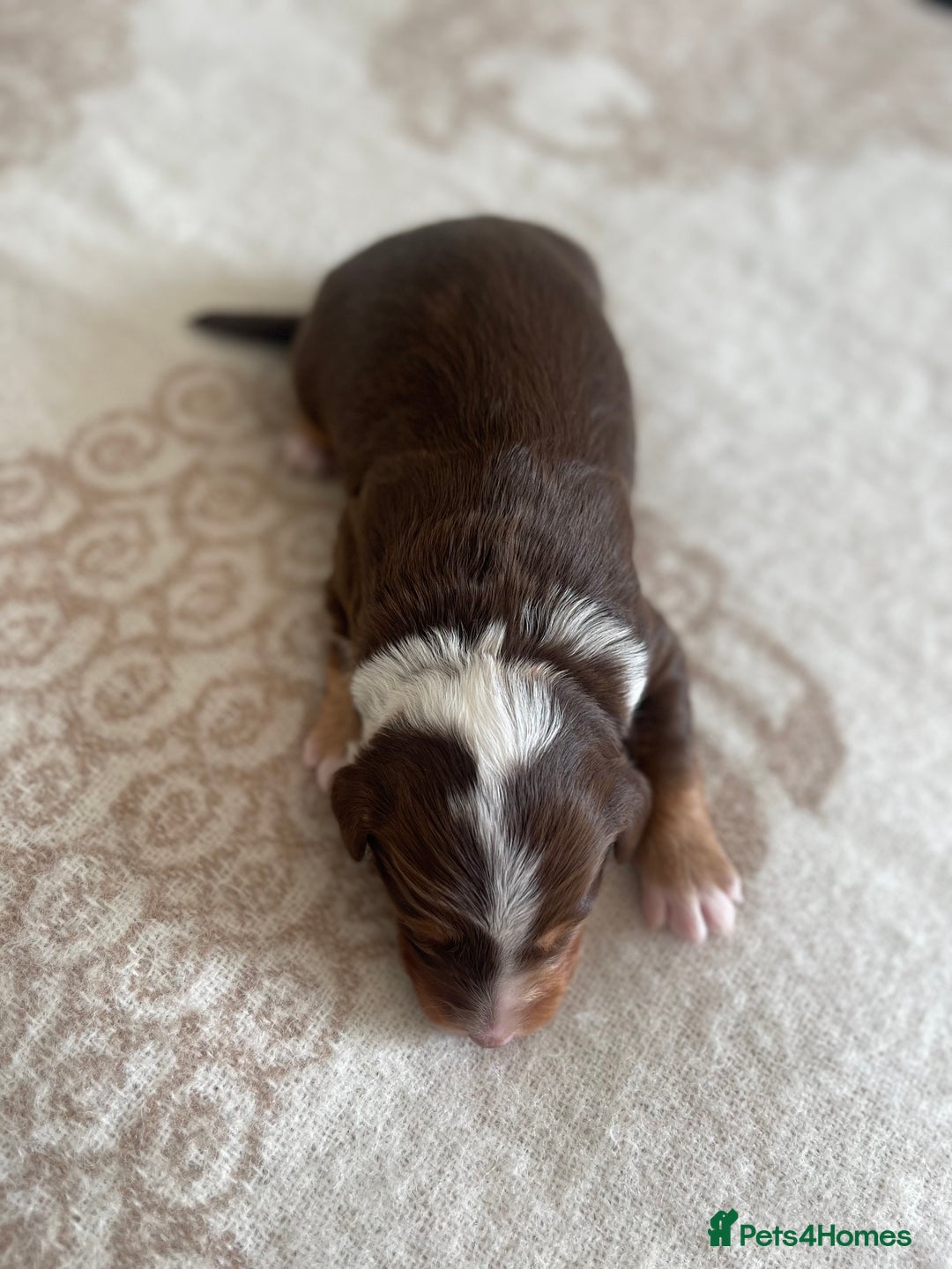 Bordoodle dogs for sale: OUTSTANDING *TRI COLOUR* MINIATURE BORDOODLES - Image 26