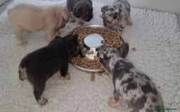 French Bulldog dogs for sale: Fluffy french bulldogs carrying Pink & Testable  - Image 17