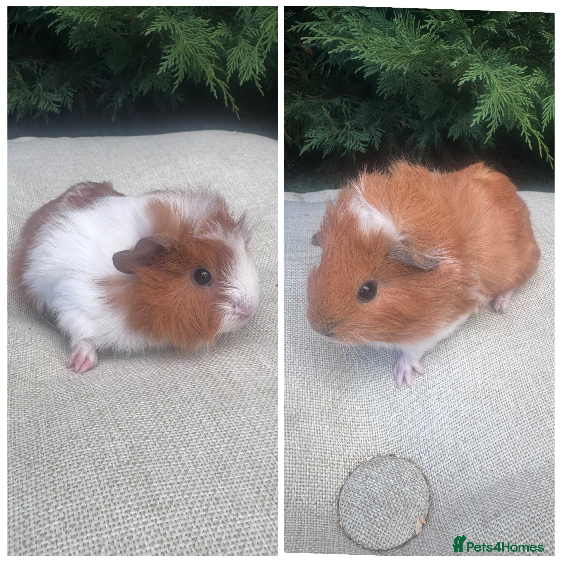 Guinea Pig rodents Baby sows - Advert 1