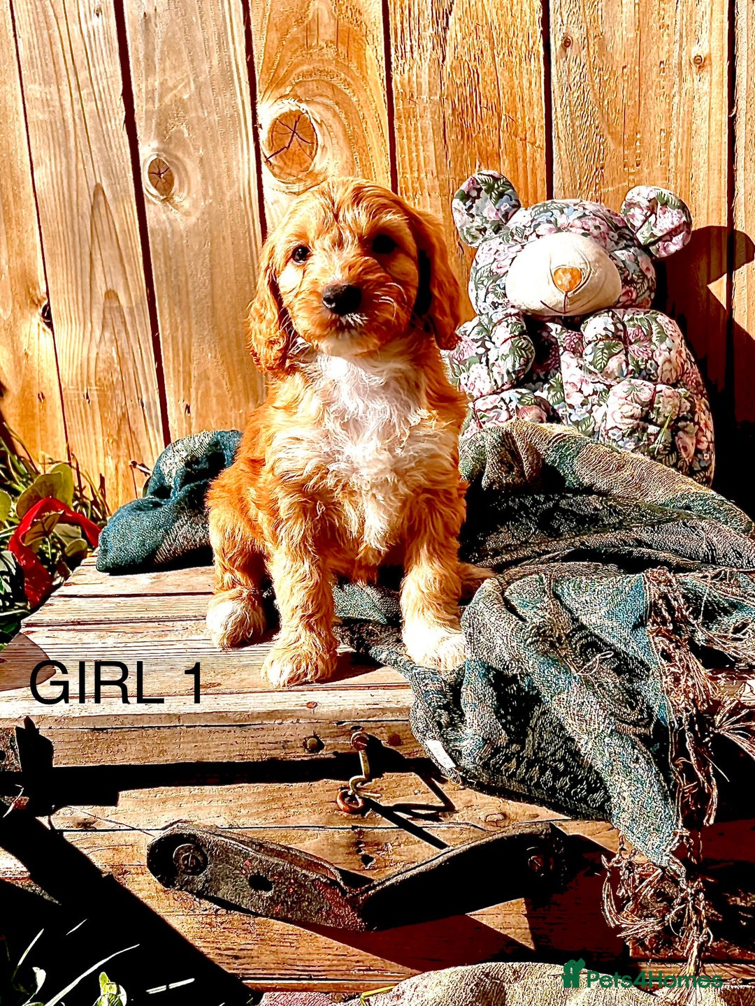 Cockapoo dogs for sale: Quality F1 Cockapoo Puppies  - Image 10