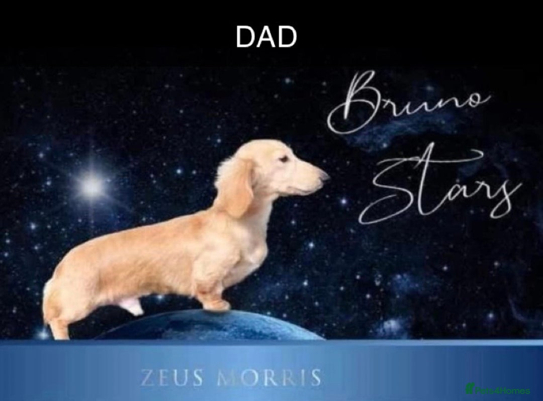 Miniature Dachshund dogs for sale: ⭐️CREAM LONG HAIRED KC/PRA CLR MINI DACHSHUNDS⭐️ - Image 19