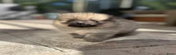 Pomeranian dogs for sale: Tiny Pom Puppies - Advert 29