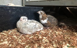 Quail poultry for sale: Jumbo & Celadon (blue egg) Coturnix Quail & eggs - Image 7