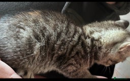 Mixed Breed cats for sale: Gorgeous kittens ready now 😍 x1 boy x2 girls  - Image 3