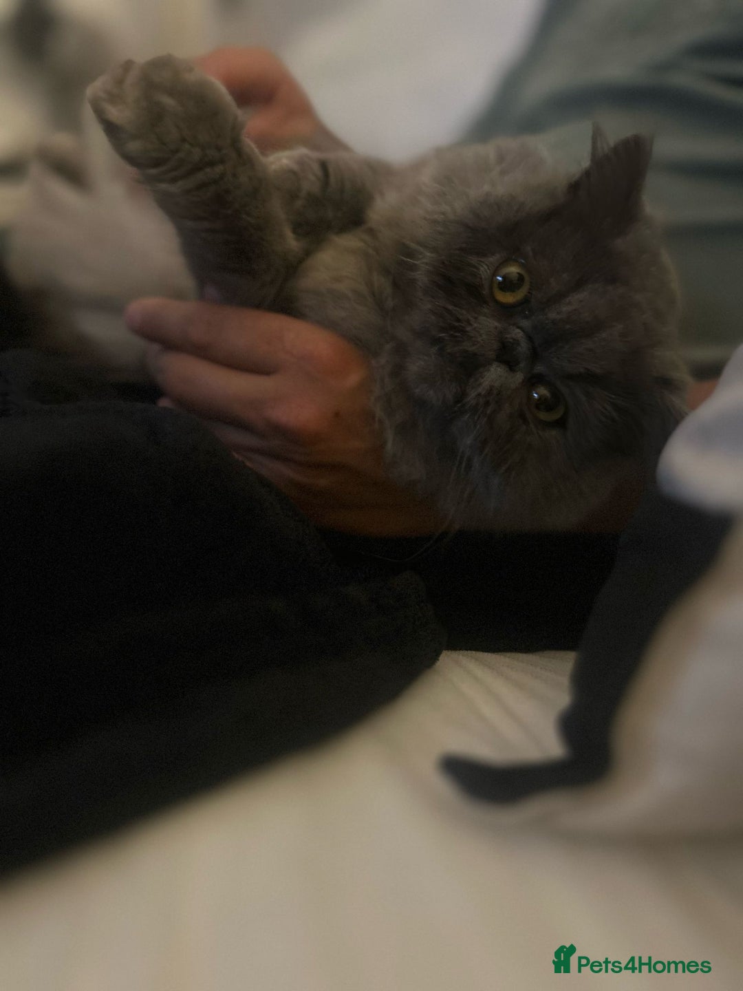 Persian cats for sale: Blue litter due in a few days time - Image 1