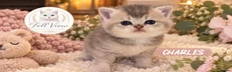 British Longhair cats for sale: GCCF Registered Pedigree British Longhair Kittens - Advert 10