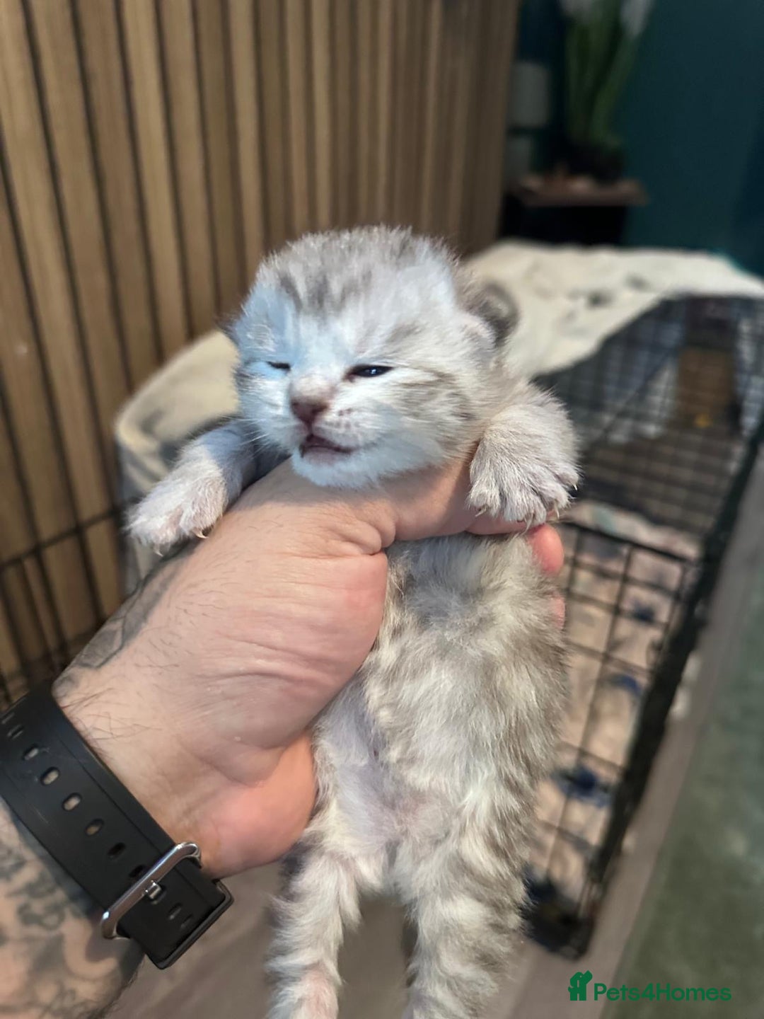 Maine Coon cats for sale: Maine coon x BSH - Advert 3