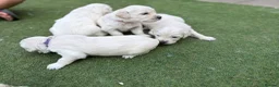 Golden Retriever dogs for sale: KC registered golden retriever puppies available  in Cambridge - Advert 16