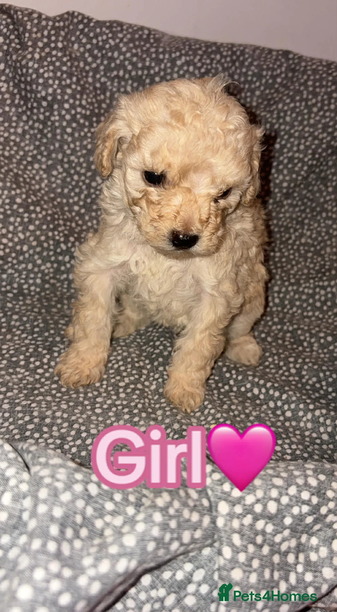 Mixed Breed dogs for sale: Minsture poodle puppies  - Advert 2