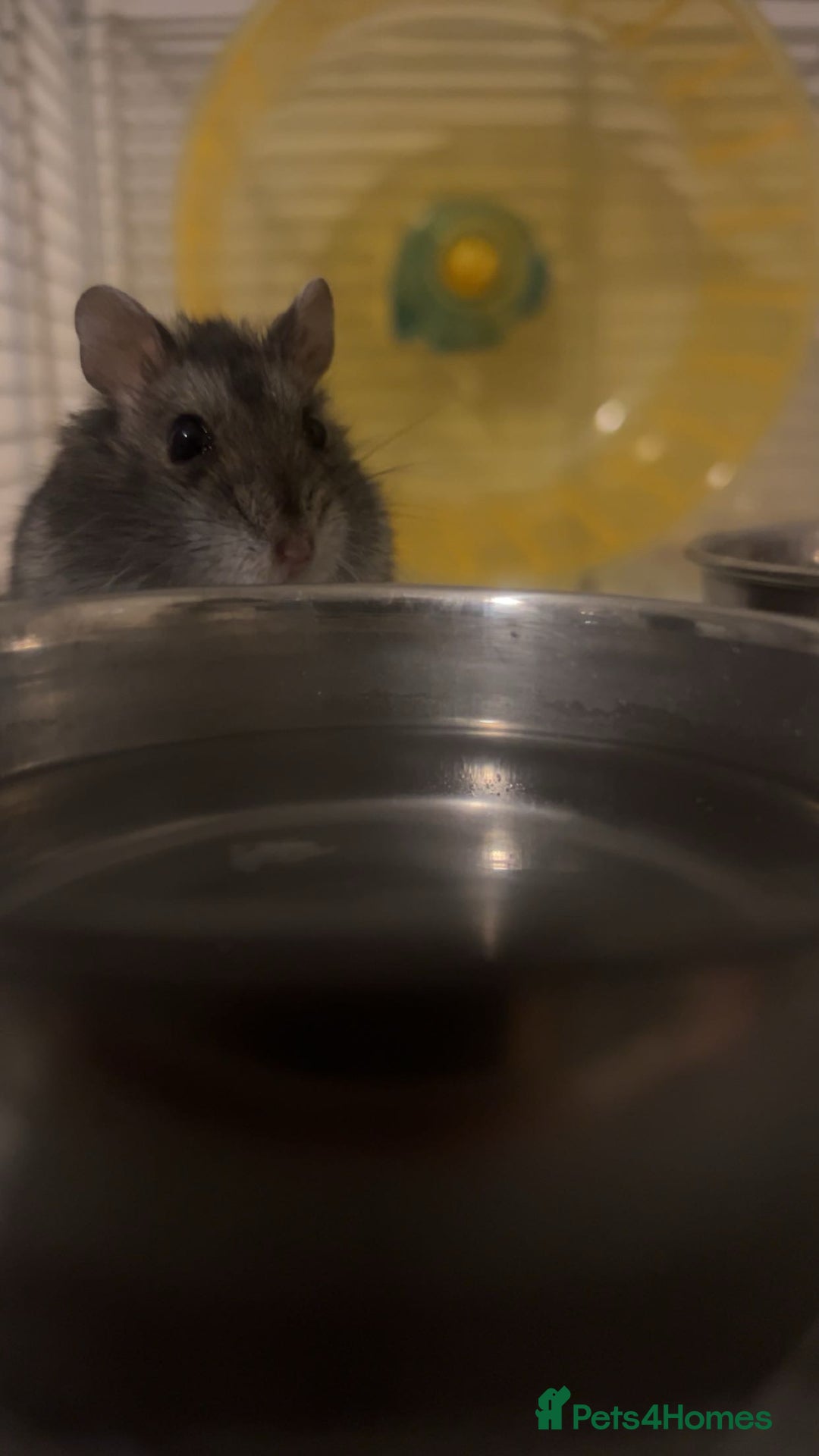 Hamster rodents for sale: Female Russian dwarf hamster - Advert 1