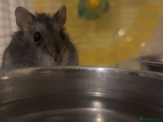 Hamster rodents Female Russian dwarf hamster - Advert 1