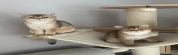 British Shorthair cats for sale: LAST GOLDEN KITTEN LEFT  - Advert 7