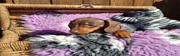 Dachshund dogs for sale: Minature Dachshund pups - Advert 3