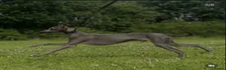 Italian Greyhound dogs for stud: Blue Italian greyhound for stud  - Advert 6