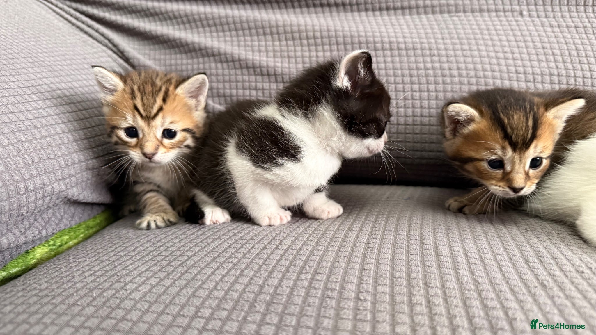 Mixed Breed cats Beautiful little kittens for sale - Advert 1