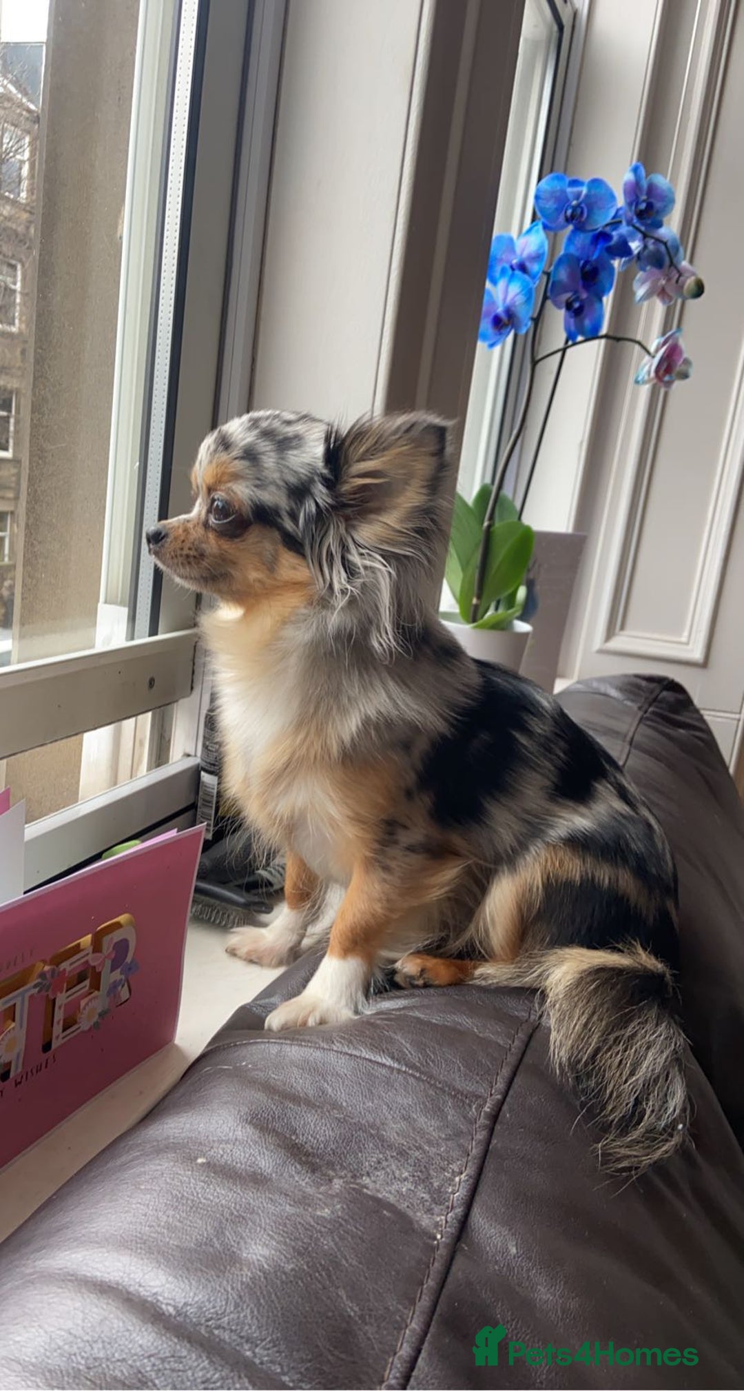 Chorkie dogs for sale: CHORKIE PUPS AVAILABLE NOW - Advert 4