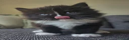 Mixed Breed cats for sale: Adorable long haired girls looking for 5* homes - Advert 8