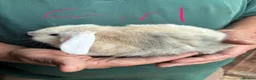 Mini Lop rabbits for sale: 4 beautiful bunnies for sale  - Advert 7