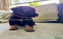 Mixed Breed dogs for sale: Sprollie x husky puppies  - Image 2