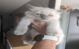 Ragdoll cats for sale: Beautiful rare blue and chocolate lynx Ragdolls  - Image 13