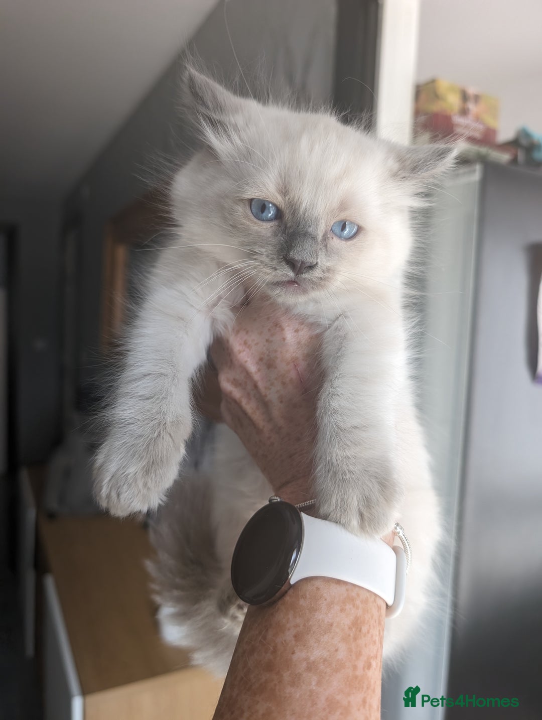 Ragdoll cats for sale: Beautiful rare blue and chocolate lynx Ragdolls  - Image 13