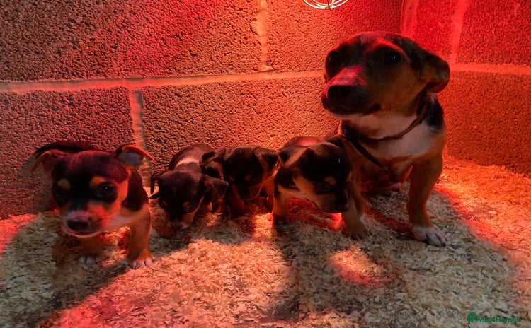 Jack Russell dogs - Advert 4